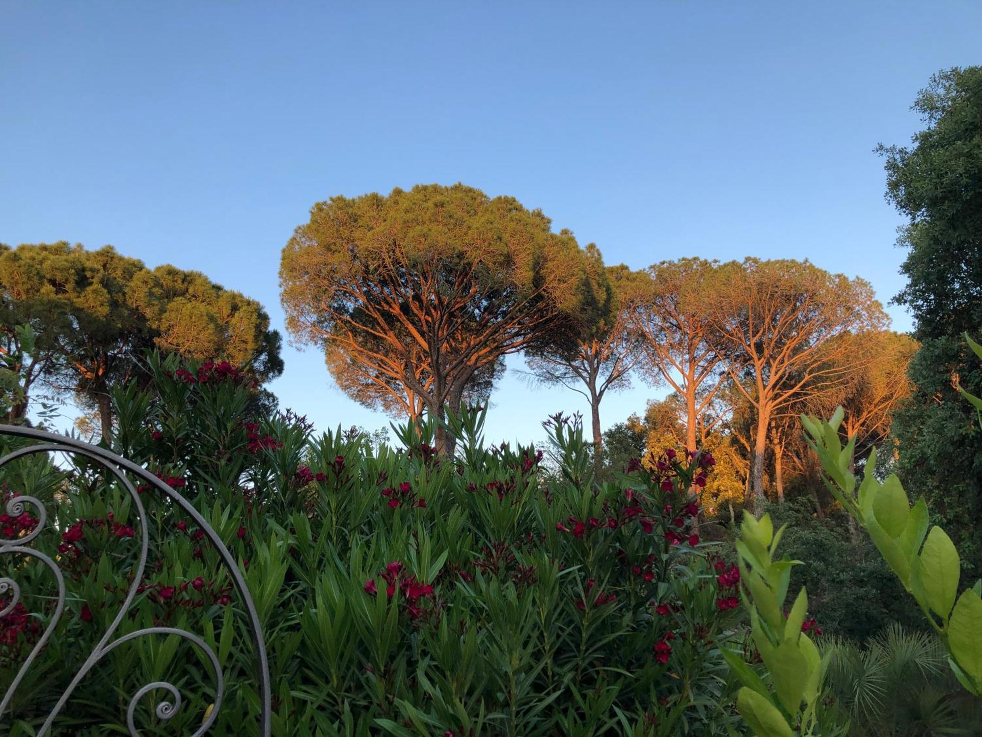 Sous Les Pins Parasols Vidauban Exterior photo
