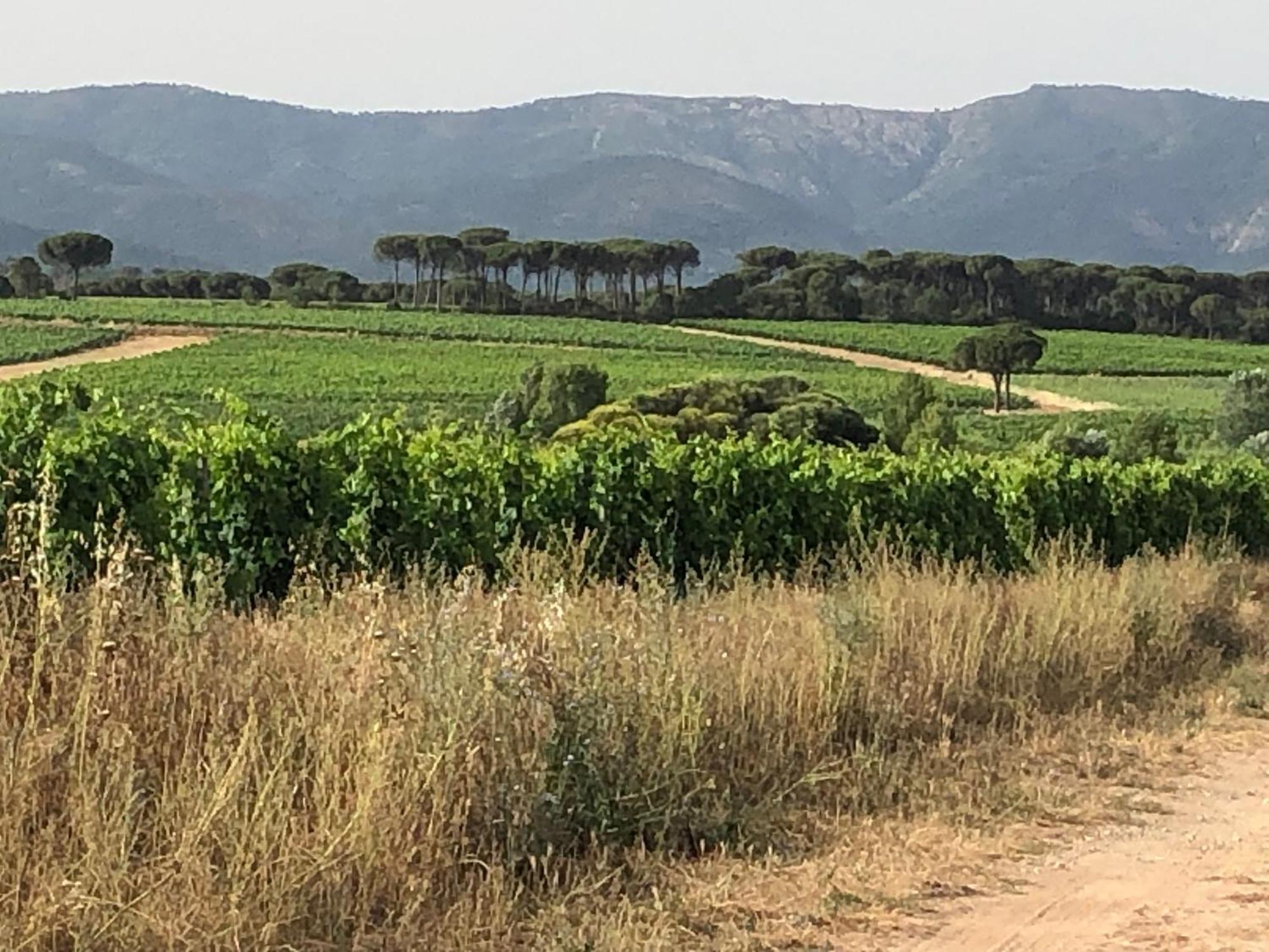 Sous Les Pins Parasols Vidauban Exterior photo