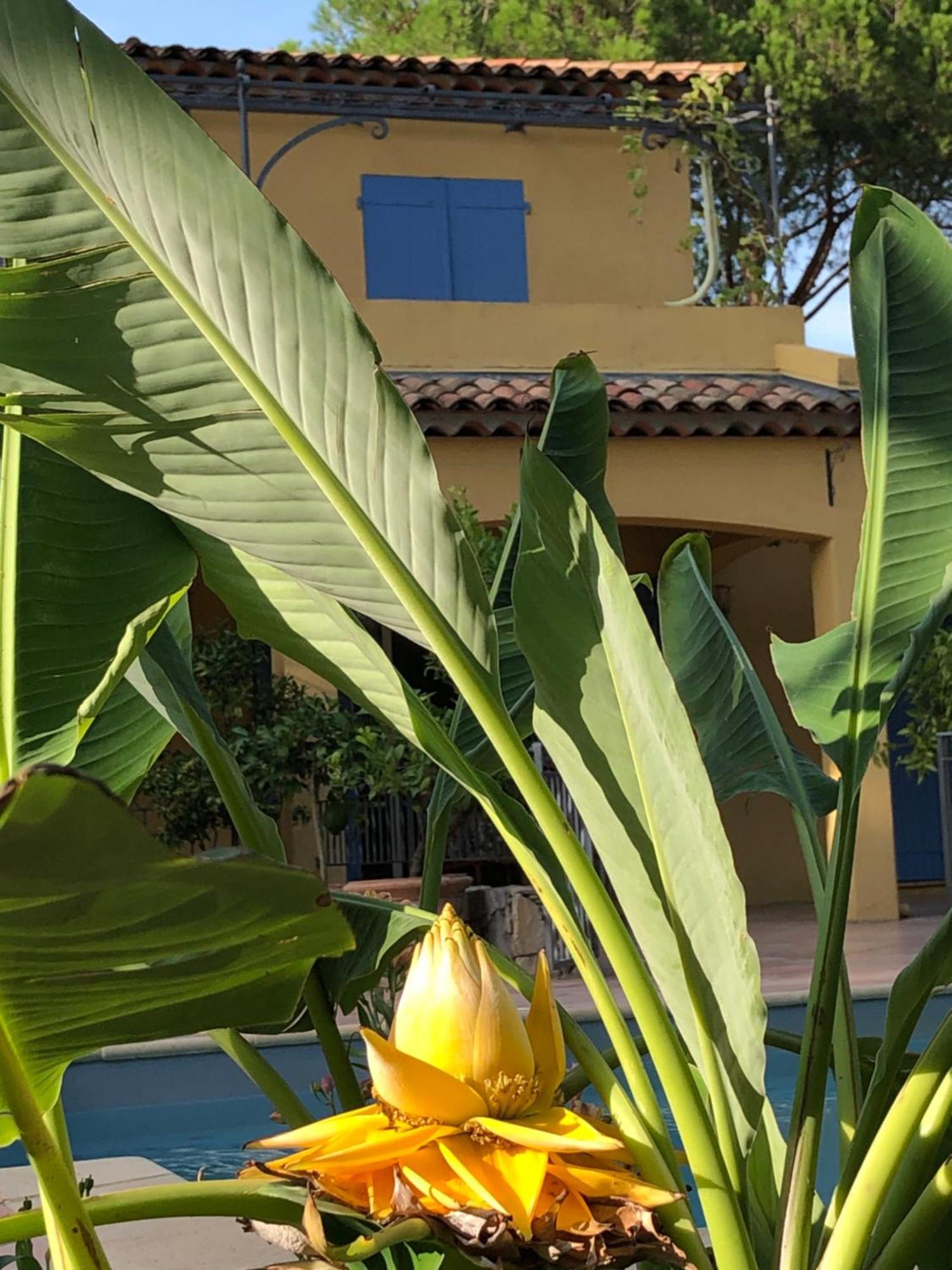Sous Les Pins Parasols Vidauban Exterior photo